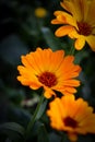 Calendula officinalis, the pot marigold, ruddles, common marigold or Scotch marigold.ÃÂ 